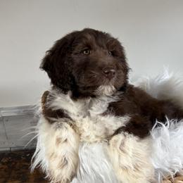 Penny - Red tri-color female Aussiedoodle puppy in Rochester, Massachusetts from Harmony Hill Doodles