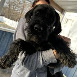 Marva - Black female Black Russian Terrier puppy in Charleston, West Virginia from Louisov Kennel
