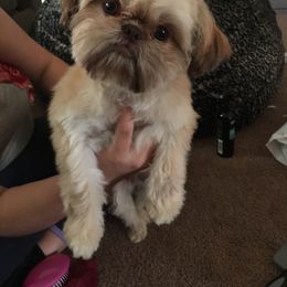 Sophie - Shih Tzu
