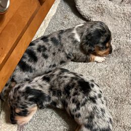 Pepper - Dapple female Dachshund puppy in Poplarville, Mississippi from Sarah’s Darling Dachshunds