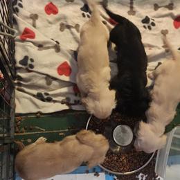 Dachshund Puppies from Darling Dachshunds