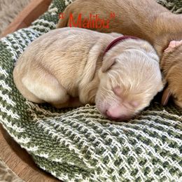 Malibu - Golden female Golden Retriever puppy in Fontana, California from Thegoldendreams1