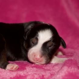 Faith Hill - Black tri female Miniature Australian Shepherd puppy in Godley, Texas from Bradley Kennels