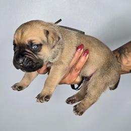 Asher - Fawn male Cane Corso puppy in Elkhart, Indiana from Martins Almighty Cane Corsos