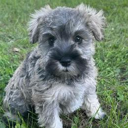 Green Collar - Girl - Salt and pepper female Miniature Schnauzer puppy in Ankeny, Iowa from Maple’s Cockapoo's and Libby's Schnauzer Puppies