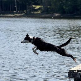 Australian Shepherds, Border Collies, and Sporty Mixes from Fika Herders