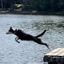 Australian Shepherds, Border Collies, and Sporty Mixes from Fika Herders