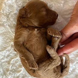 Wooton - Red  male Goldendoodle puppy in Somerset, Ohio from Odyssey Pups