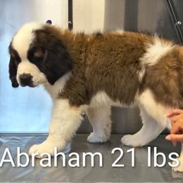 Boy 1 - Brown and white male Saint Bernard puppy in Clover, South Carolina from Sweetest Saints