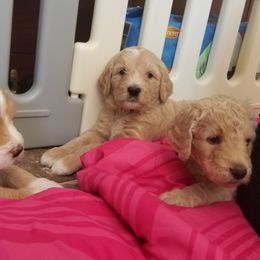 Goldendoodle Puppies from Masondixondoodles