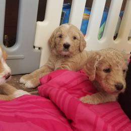 Goldendoodle Puppies from Masondixondoodles
