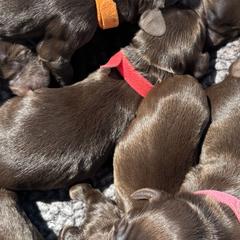 Boykin Spaniels from Lynn Ashcraft