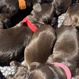 Boykin Spaniels from Lynn Ashcraft