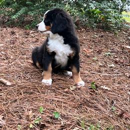 Airedale Terrier, Bernedoodle, and Bernese Mountain Dog Puppies from Beitzel Babies