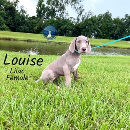 Louise - Silver female Great Dane puppy in Prairieville, Louisiana from Southern Barron Danes & Dachshunds