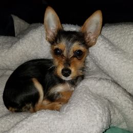 Peanut - Companion Cross