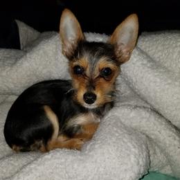 Peanut - Companion Cross