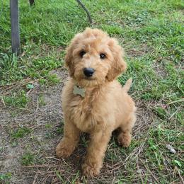 Junie - Red  female Goldendoodle puppy in Georgetown, Tennessee from Georgetown Designer & Purebred Puppies