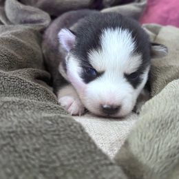 Sri Lanka - Tri-color female Pomsky puppy in Troy, Montana from Sun-Kissed Mountain Homestead