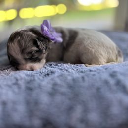 Aussiedoodle Puppies from Kiki’s Doodles