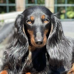 Holly - Dachshund
