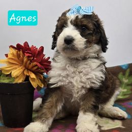 Agnes - Sable female Bernedoodle puppy in Neillsville, Wisconsin from Granton Creek