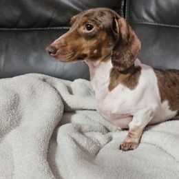 ARTISTRY - Dachshund