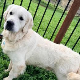 Blue - Golden Retriever