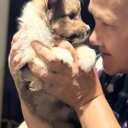 Shetland Sheepdog puppies from Odyssey Shetland Sheepdogs