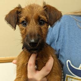 Ava - Red female Irish Terrier puppy in Broadway, North Carolina from Detmore Kennels