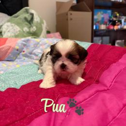 Púa - Black gold and white male Shih Tzu puppy in Pearland, Texas from Pup Paw-lace