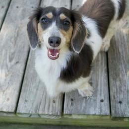 Honey - Blue and cream female Dachshund puppy in Benson, North Carolina from Queen of Weens Mini Dachshunds