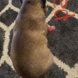 Siberian Husky Puppies from Alexandra's Siberian Huskies