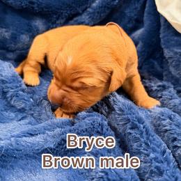 Brown - Dark golden male Golden Retriever puppy in Salt Lake City, Utah from Soaring golden retrievers