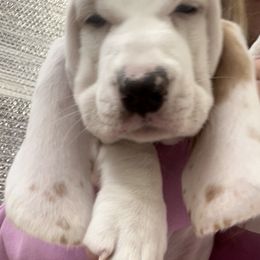 Basset Hound Puppies from The Lowlife Basset Hounds