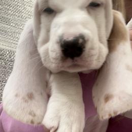 Basset Hound Puppies from The Lowlife Basset Hounds