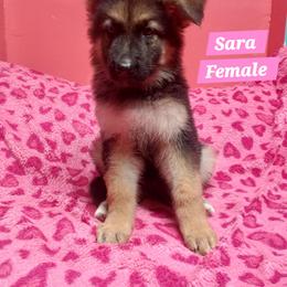 Sarah Pink Collar - Black and red female German Shepherd puppy in Bedias, Texas from TiPi S Ranch's German Shepherds