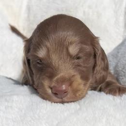Chocolate and Cream -- Male - Chocolate and cream male Dachshund puppy in Kalama, Washington from Dazzling Doxies