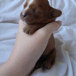 Flower - Ruby female Cavalier King Charles Spaniel puppy in Le Roy, New York from Heirloom Cavaliers