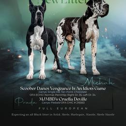 Great Dane puppies from Northern Soul Great Danes