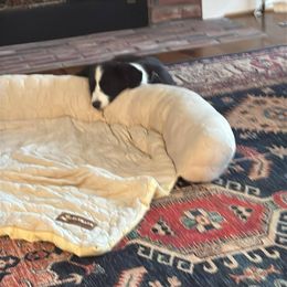 Cardigan Welsh Corgi Puppies from Leather & Lace