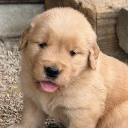 BART - Golden male Golden Retriever puppy in Saint Pauls, North Carolina from Copperfield’s Goldens