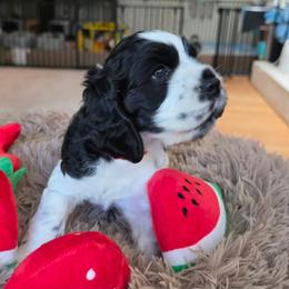 Archie (Red), AKC Pre-Registered - Black and white male Cocker Spaniel puppy in Midlothian, Virginia from Swift Creek Cocker Spaniels