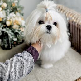 Girl2 - White female Maltese puppy in Los Angeles, California from Marvellous Maltese