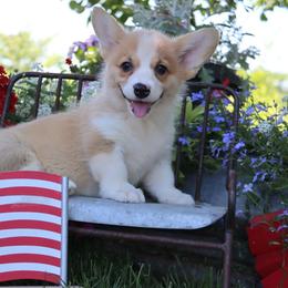 Opal - Fawn female Pembroke Welsh Corgi puppy in Pollock, Missouri from Northstar
