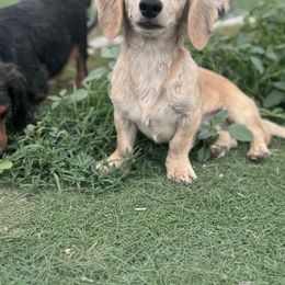 Dachshund Puppies from Bootheel Doxies