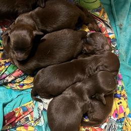 Winnie - Chocolate and tan female Dachshund puppy in Poplarville, Mississippi from Sarah’s Darling Dachshunds