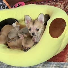 Chihuahuas and Xoloitzcuintli from Coolballow Chihuahuas