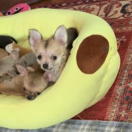 Chihuahuas and Xoloitzcuintli from Coolballow Chihuahuas