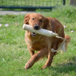 Boston Terriers, French Bulldogs, Golden Retrievers, Labrador Retrievers, and Pembroke Welsh Corgis from Trigger Time Kennels